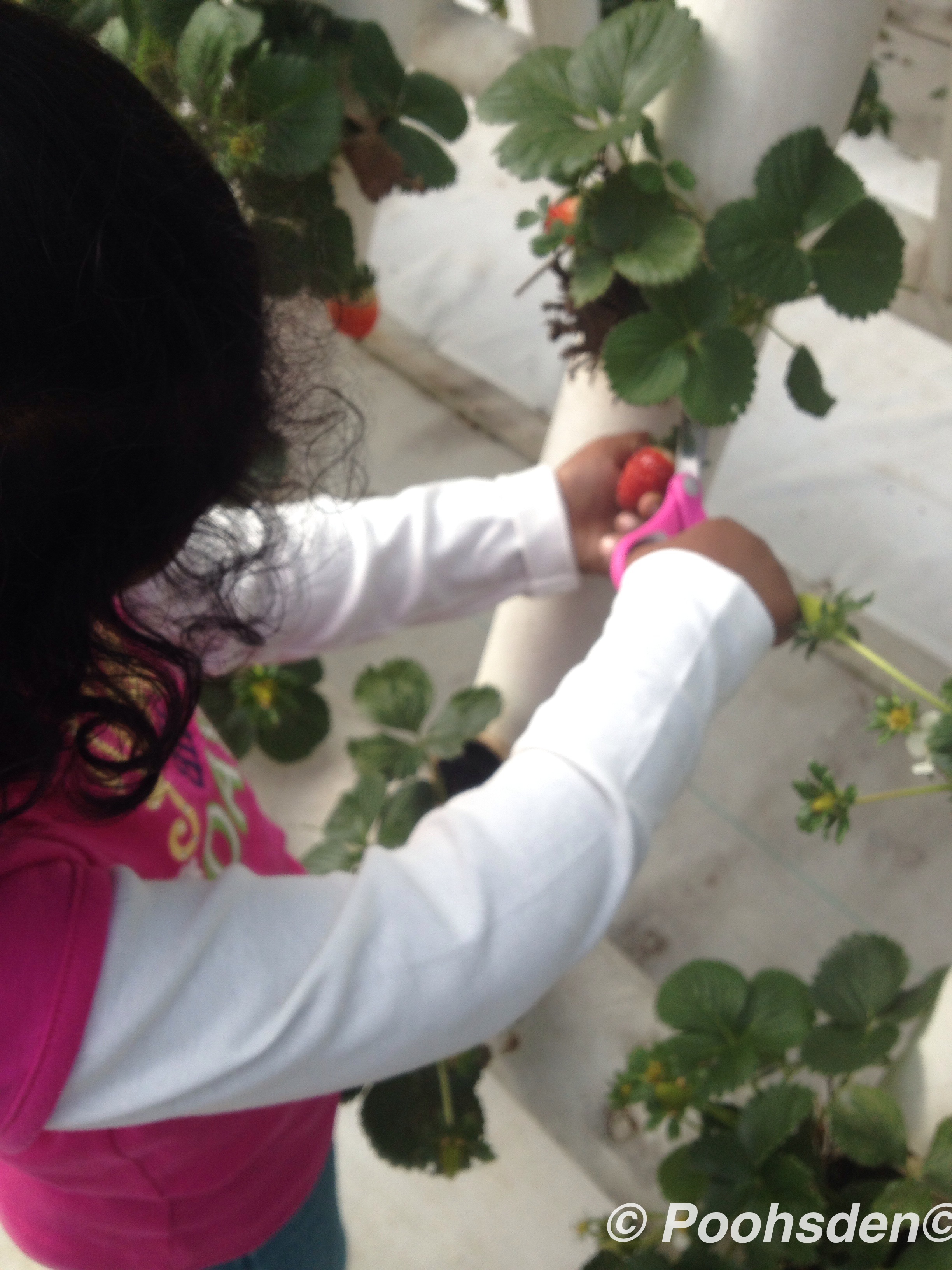 We stopped along the way for some fresh strawberries at Ricardos