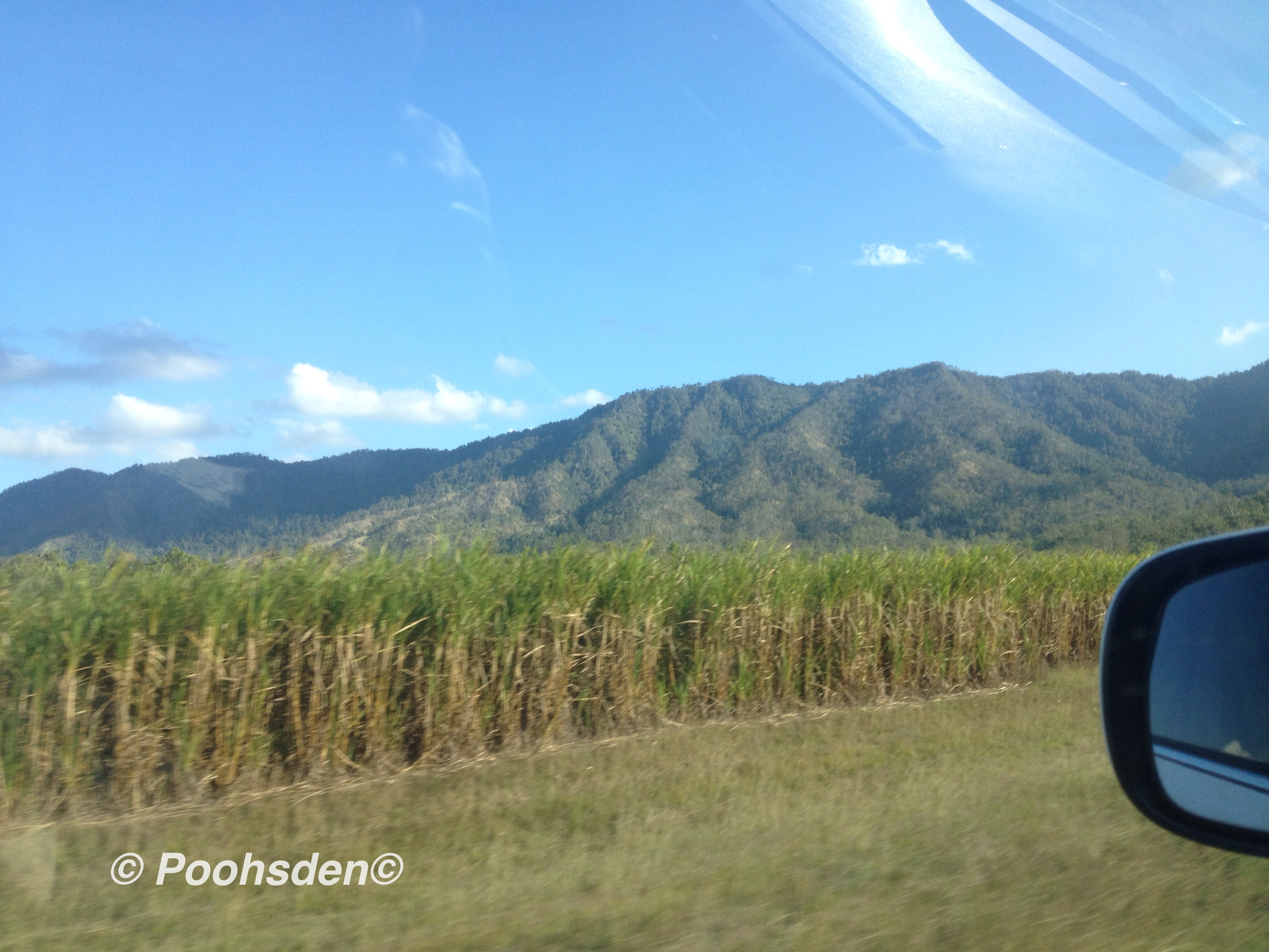A picture of the cane fields from the car