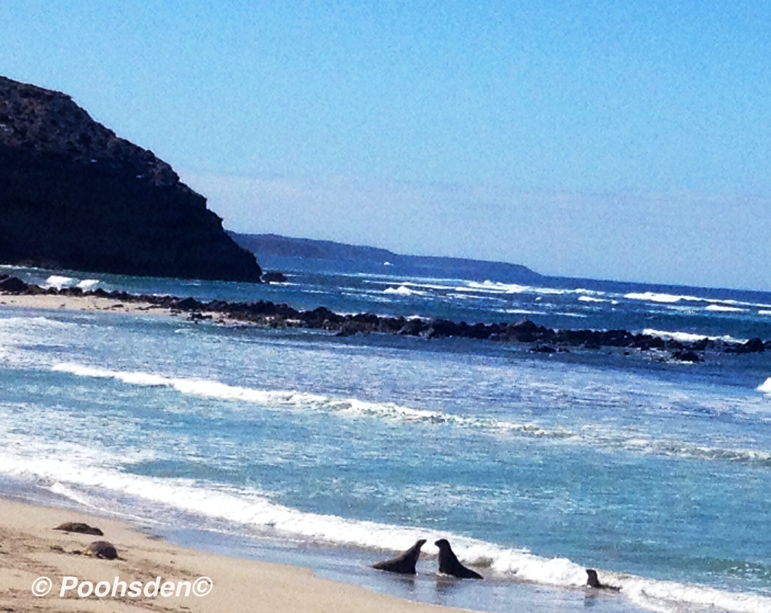 Seal love at Seal Bay. I loved this beach - how beautiful is this? Kangaroo Island