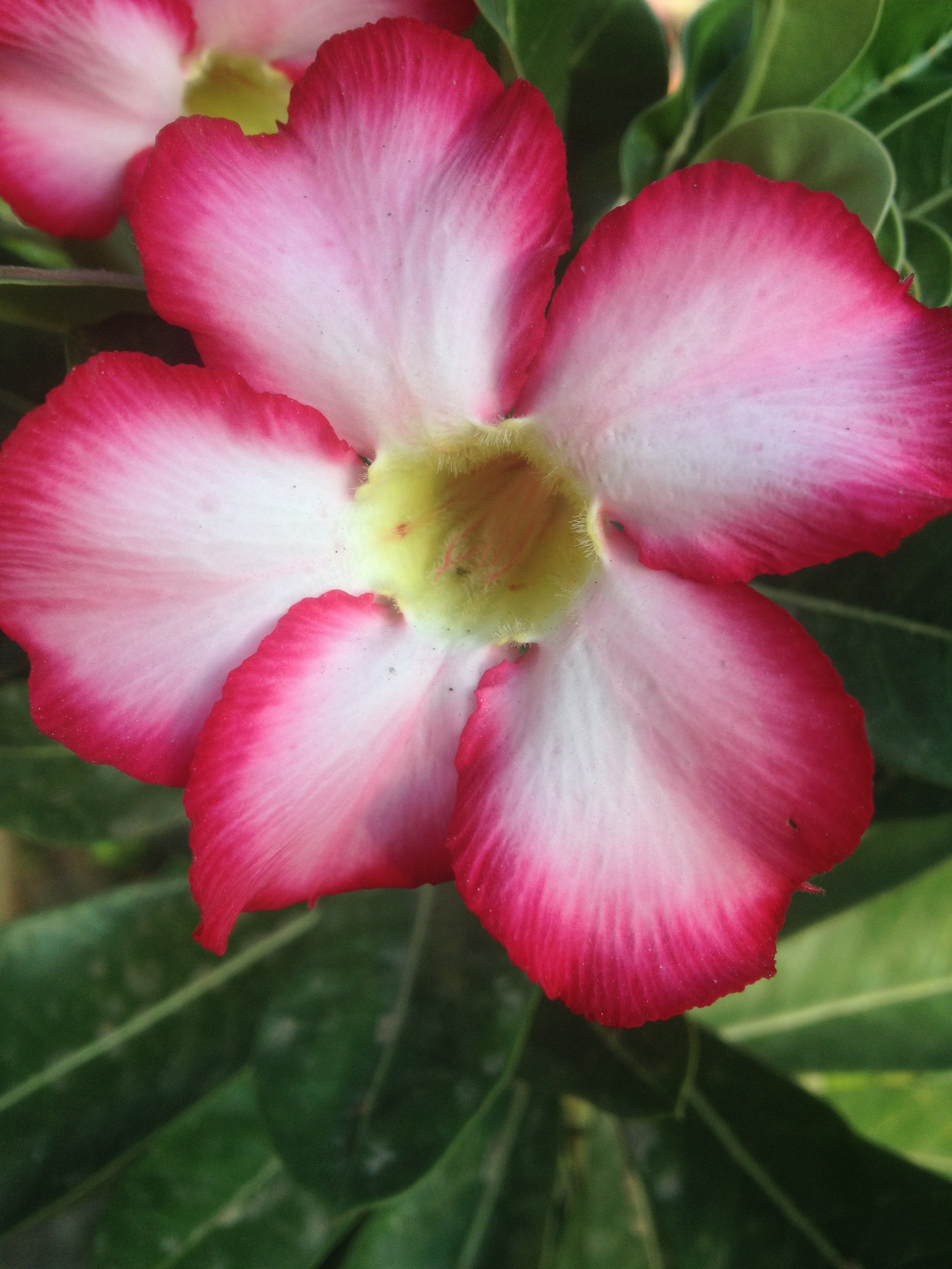 Summer Blooms in the garden