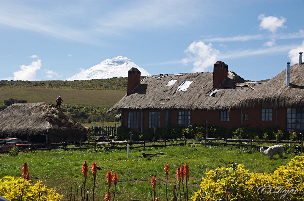 A thatched hut, a Llama and cotopaxi