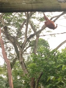 Breakfast @ SG Zoo 1
