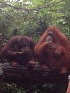 Breakfast @ SG Zoo 2