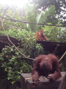 Breakfast @ SG Zoo 3