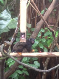 Breakfast @ SG Zoo 5