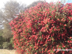 Bottle Brush Tree Kangaroo Island