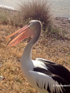 Pelicans at Kangaroo Island