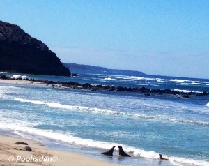 Seal love Kangaroo Island